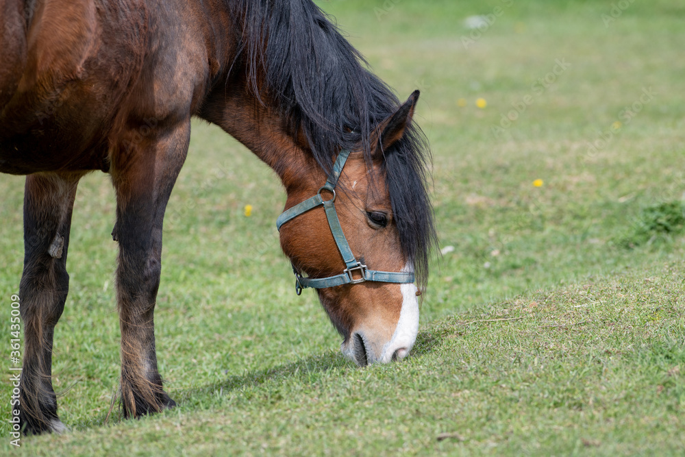A chestnut brown horse standing and grazing in a green grassy field. The large muscular animal has white hoofs, long black mane and tail. The field has small yellow flowers, shrubs and a wooden fence. A chestnut brown horse standing and grazing in a green grassy field. The large muscular animal has white hoofs, long black mane and tail. The field has small yellow flowers, shrubs and a wooden fence.