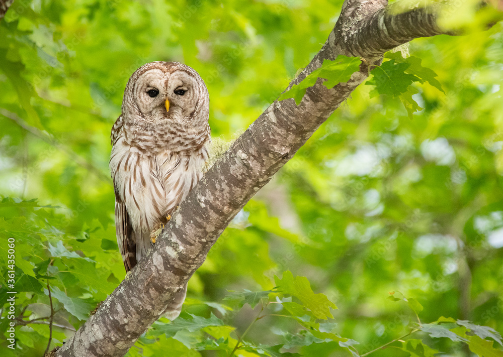 Obraz premium Barred Owl Perched in a Tree