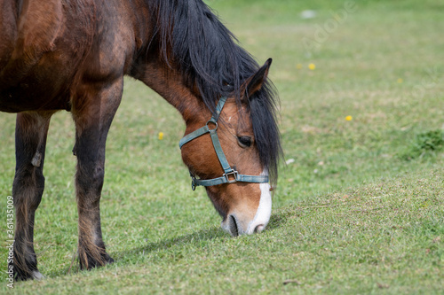 A chestnut brown horse standing and grazing in a green grassy field. The large muscular animal has white hoofs, long black mane and tail. The field has small yellow flowers, shrubs and a wooden fence.