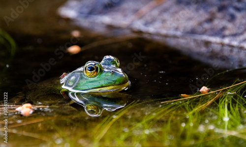 Green Frog in a Mountain Lake