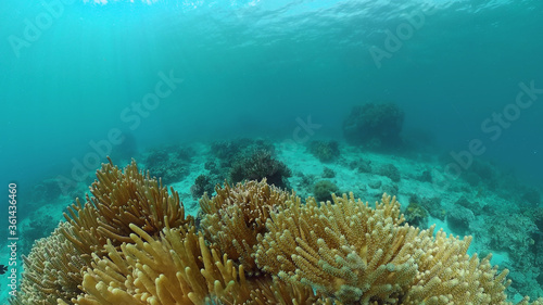 Underwater fish garden reef. Reef coral scene. Seascape under water. Panglao, Bohol, Philippines.