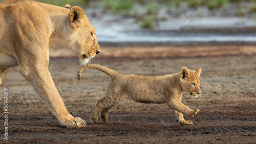 Mother and baby lion walking on muddy edge of water in Ndutu Tanzania
