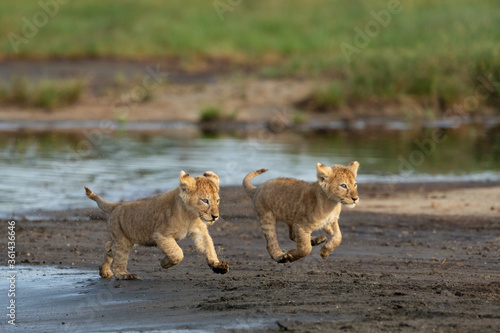 Two small lion cubs running in Ndutu Tanzania photo