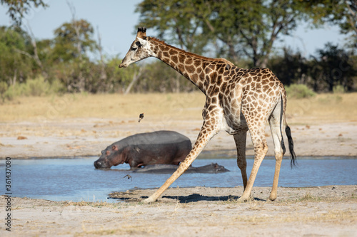 Giraffe drinking water with two hippos sitting in the dam in the background in Moremi Okavango Delta Botswana