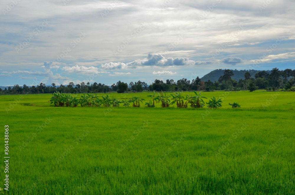 Beautiful sly over green rice field in Thailand