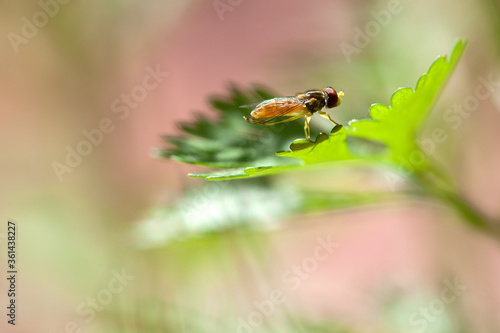 fly on a green leaf © Melinda
