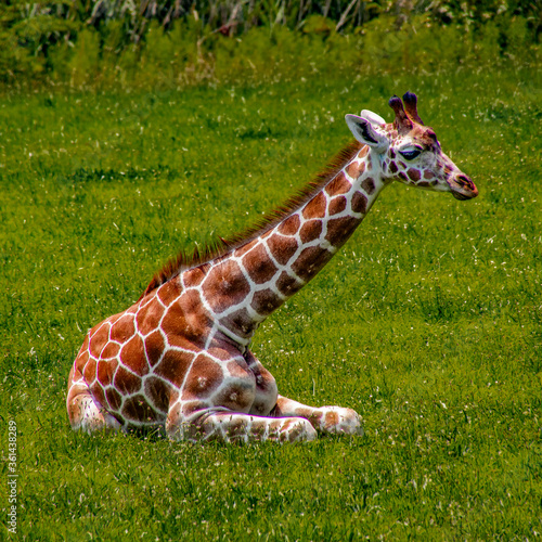 Photography Giraffe