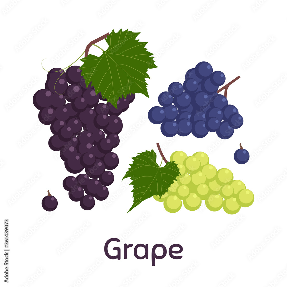 Grapes. Vector Illustration EPS. Grapes. Vector Illustration EPS.