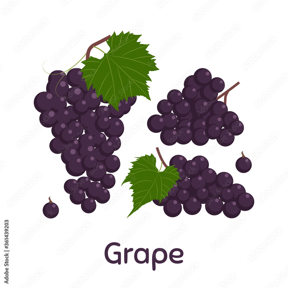 Grapes. Vector Illustration EPS.