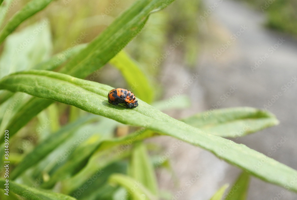 Seven spotted ladybug and Canadian horseweed along a pavement. Seven spotted ladybug and Canadian horseweed along a pavement.