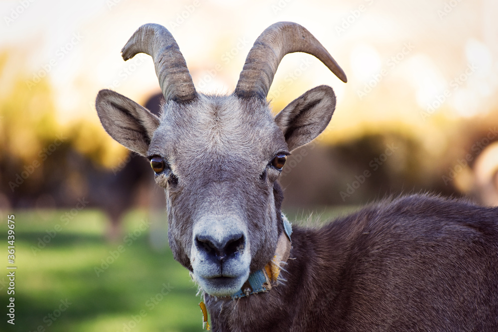 Close up portrait of a Bighorn Sheep - head-on, frontal view