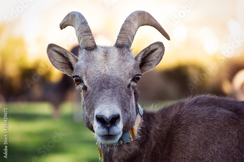 Schilderij op canvas Close up portrait of a Bighorn Sheep - head-on, frontal view