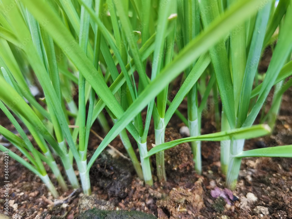 green onions growing in the ground green onions growing in the ground