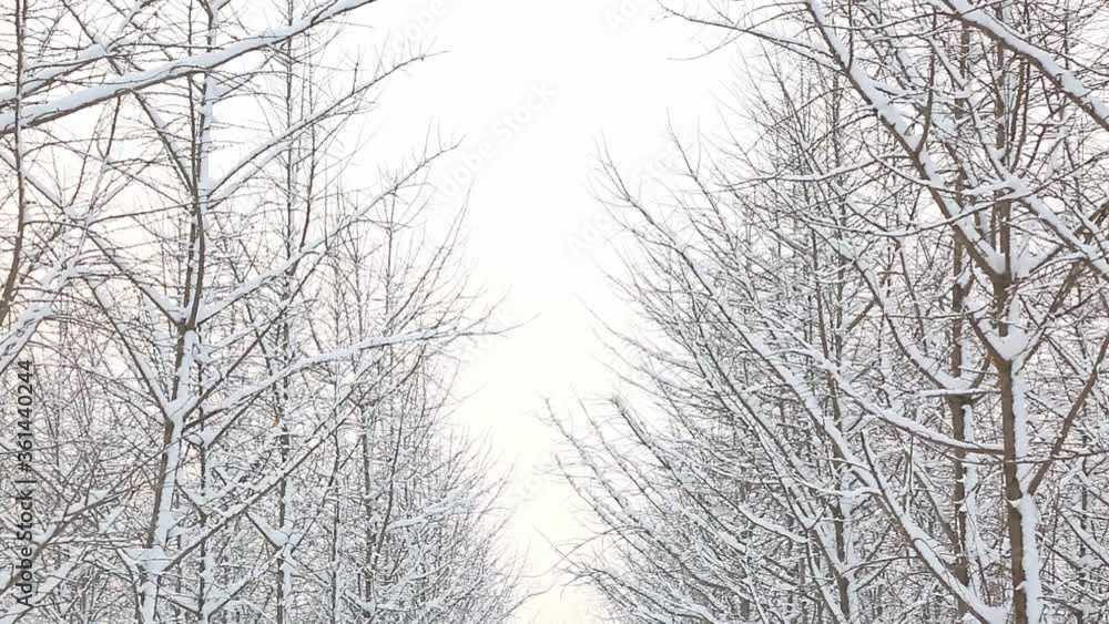 Ginkgo trees by roadsides were covered in thick snow in winter, leafless trees Ginkgo trees by roadsides were covered in thick snow in winter, leafless trees