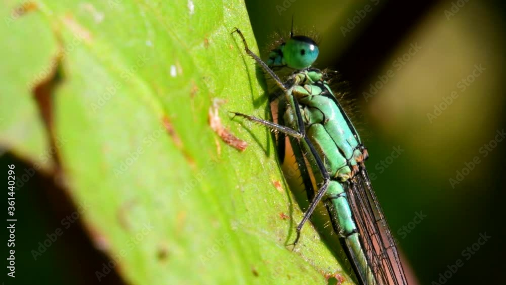Portrait of Blue-tailed Damselfly during copulation. Their Latin name are Ischnura elegans. Portrait of Blue-tailed Damselfly during copulation. Their Latin name are Ischnura elegans.