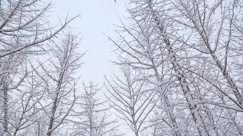 Wallpaper Mural Thick snow covering on ginkgo trees, low angle view Torontodigital.ca
