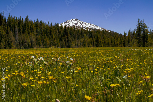 mountain and meadow with yellow flowers