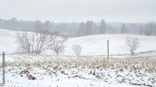 Wallpaper Mural Snow-covered farmlands with corn stalks, winter field landscape on snowy day Torontodigital.ca