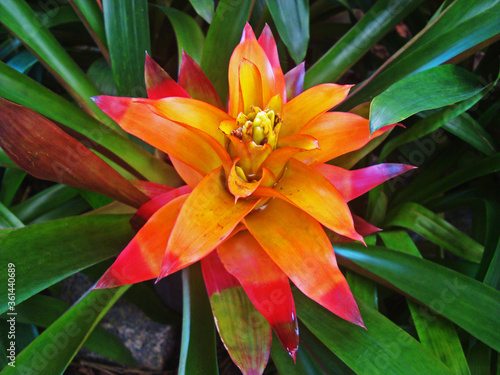 Bromeliad inflorescence on tropical rain forest