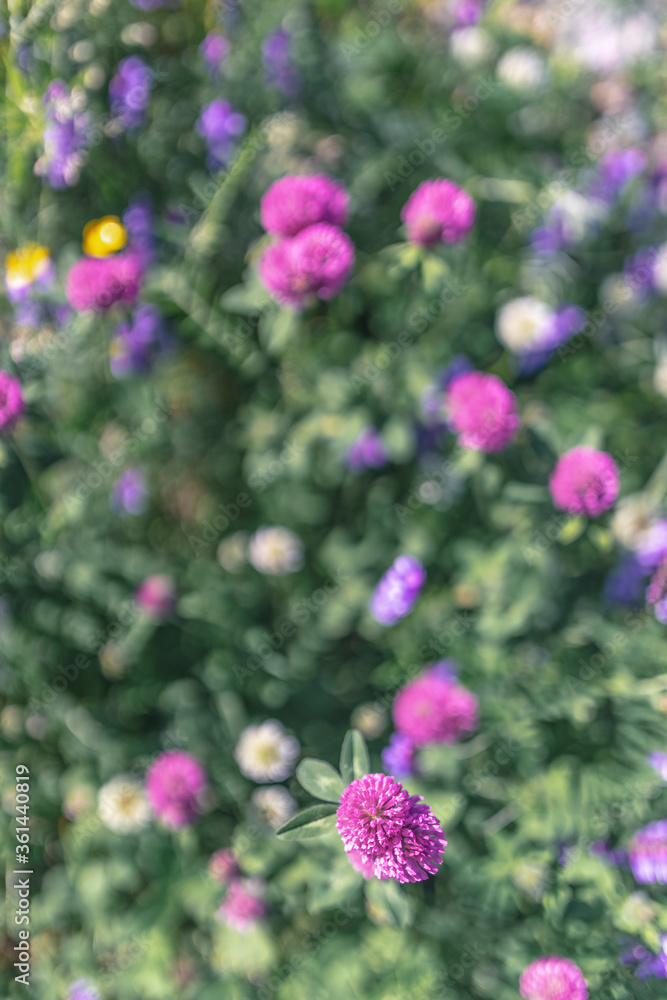 Blooming clover in the meadow Blooming clover in the meadow