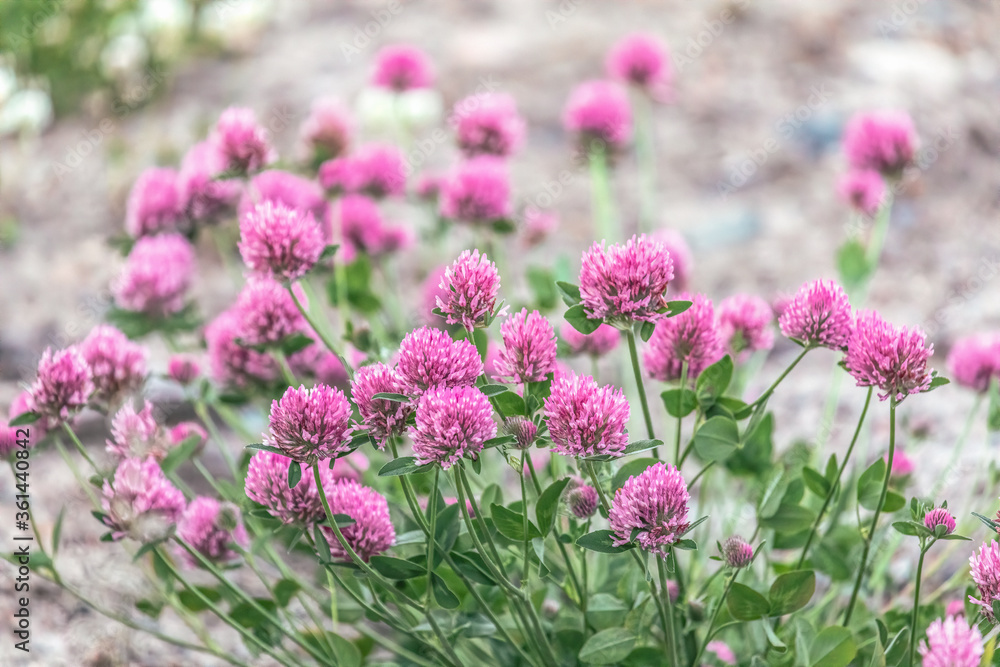 Blooming red clover Blooming red clover