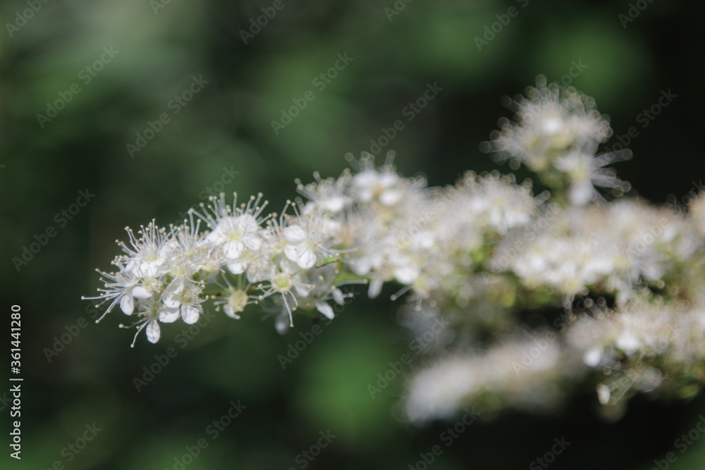 white cherry blossom tree with green background white cherry blossom tree with green background