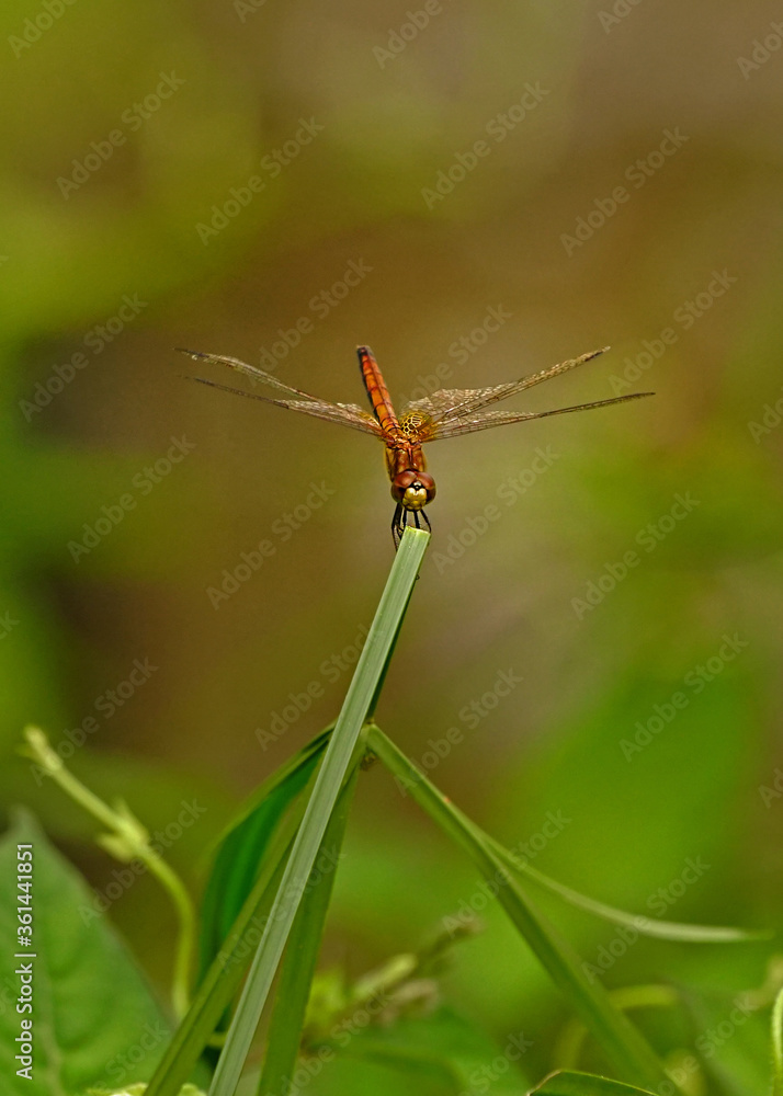 dragonfly resting on a leaf dragonfly resting on a leaf