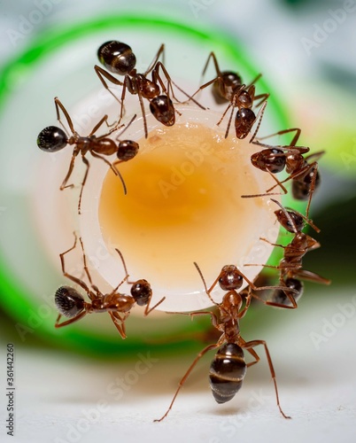 group of ants © Dawn