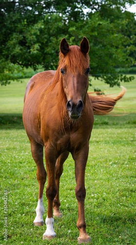 horse eating grass © Dawn