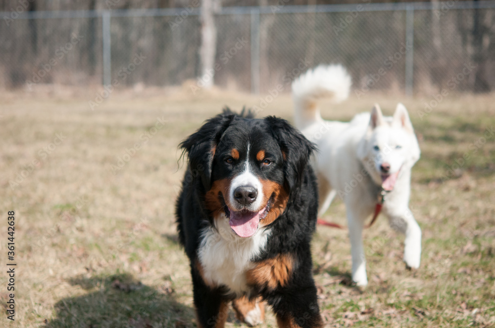 bernese mountain dog and friend