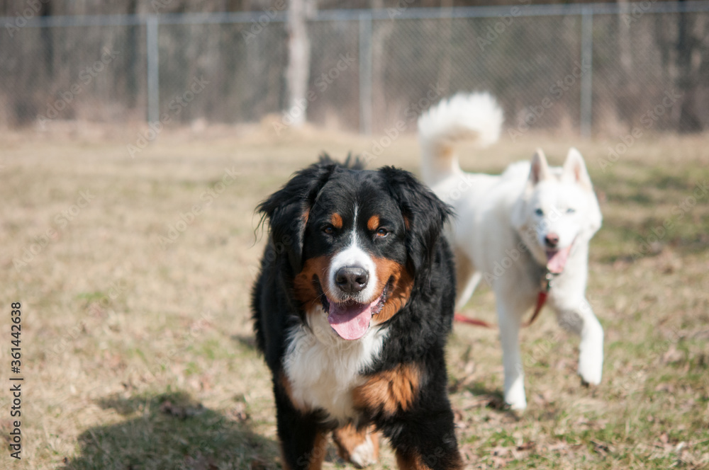 bernese mountain dog and friend bernese mountain dog and friend