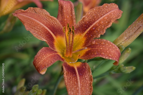 Close-up of orange daylily, also known as ditch lily, on a blurred green background. The flowers of this plant last only one day and despite the common name it is not really a lily.