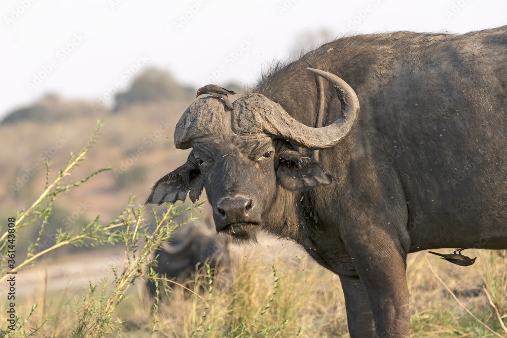 Buffalo old daga bull with only one horn Buffalo old daga bull with only one horn