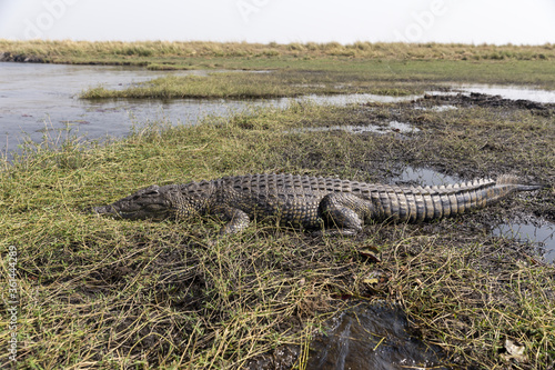 Crocodile laying on the riverbank