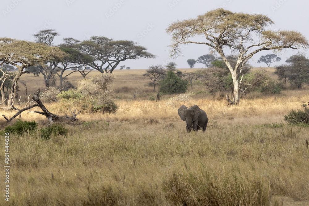 Elephant wide angle view with trees Elephant wide angle view with trees