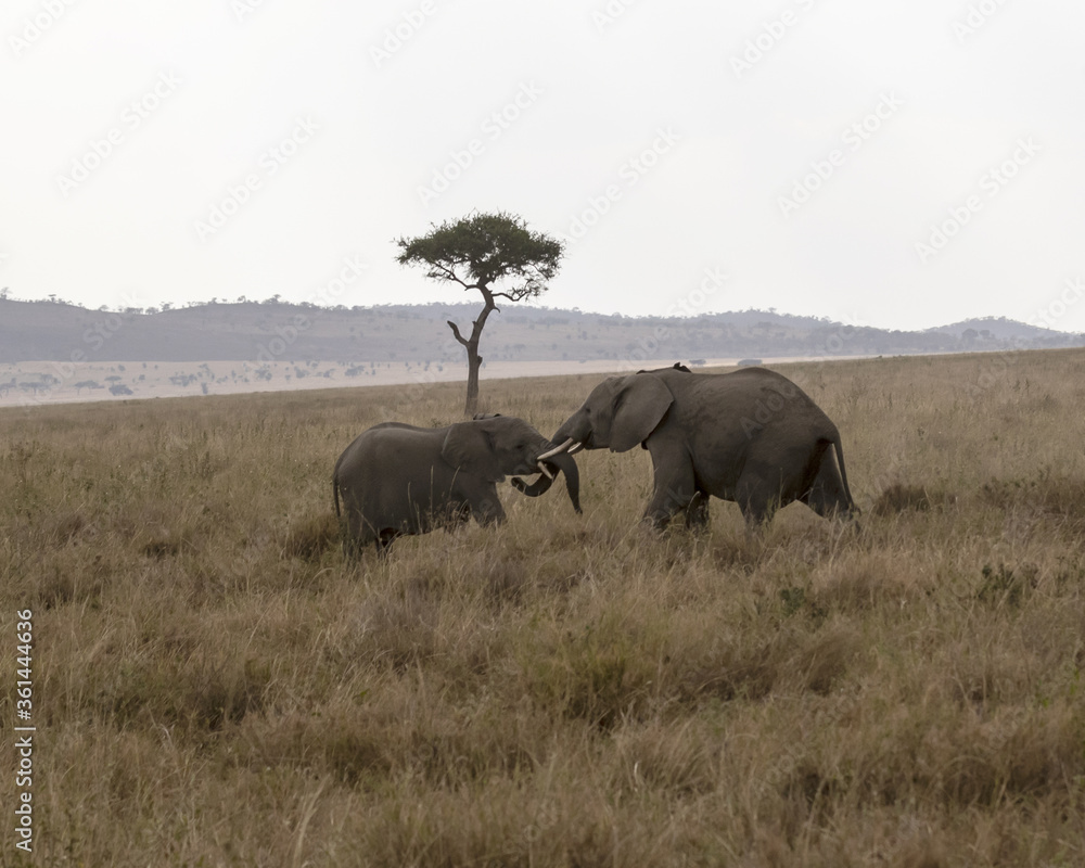Elephants pre-mating in the savannah Elephants pre-mating in the savannah