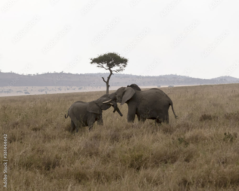 Elephants pre-mating in the savannah Elephants pre-mating in the savannah