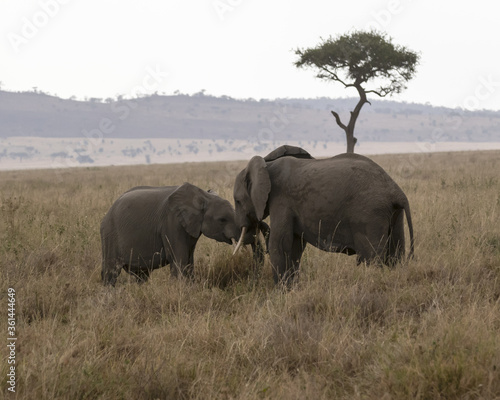 Elephants pre-mating in the savannah