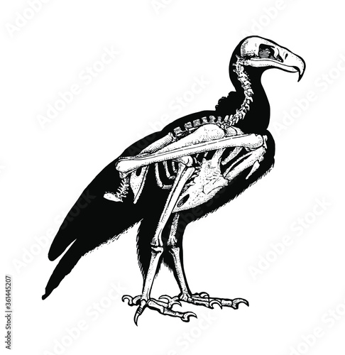 Vulture Skeleton Diagram – Layered Vector 