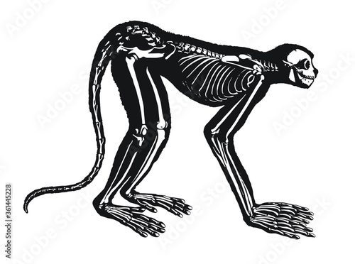 Photography Monkey Skeleton Diagram – Layered Vector