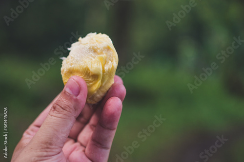 Harvesting Durian in Malaysia