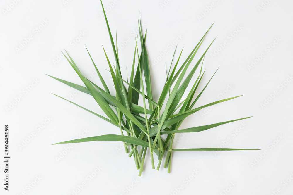 Green grass for pet isolated on the white background Green grass for pet isolated on the white background