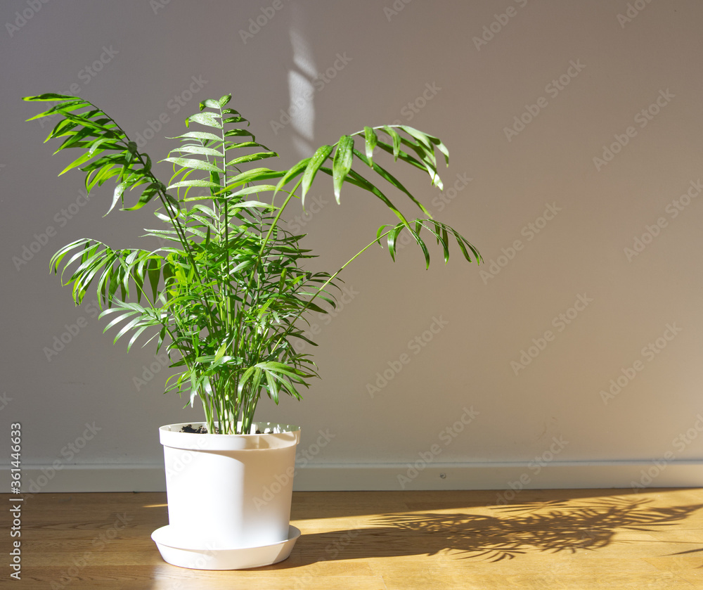 Potted Chamaedorea elegans. Parlor palm with sunlight. Tropical plant on floor