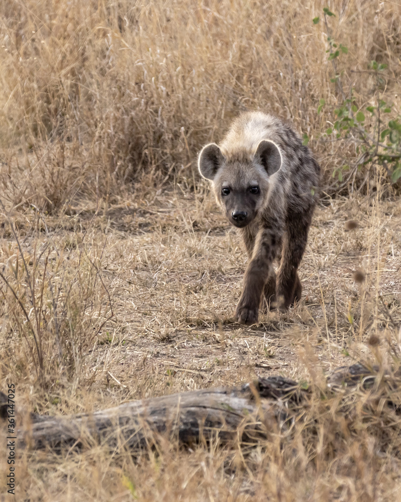 Young spotted Hyena walking in the grass Young spotted Hyena walking in the grass