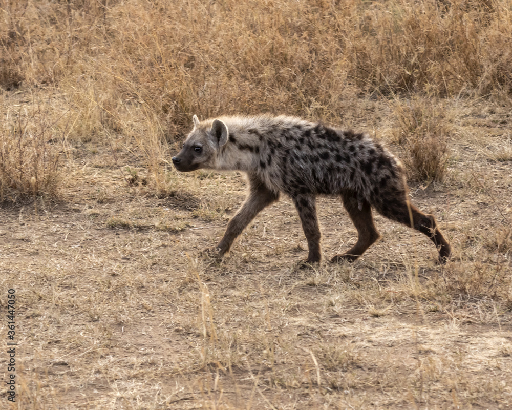 Fototapeta premium Young spotted Hyena walking in the grass