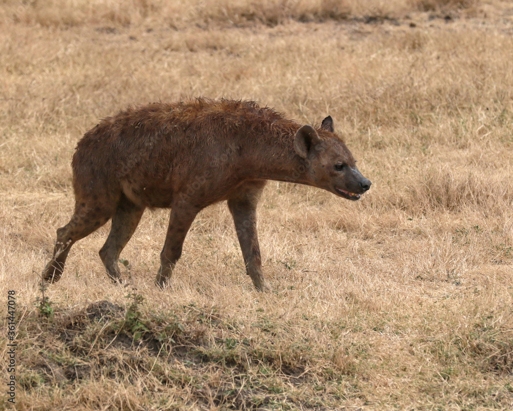 Fototapeta premium Spotted Hyena walking through the grass