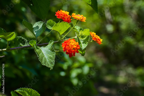 Beautiful Orange Flowers
