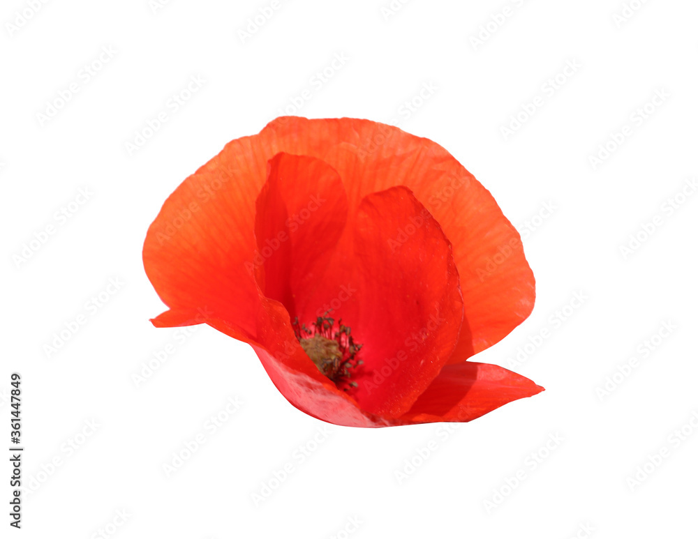 Beautiful red poppy flower isolated on white Beautiful red poppy flower isolated on white