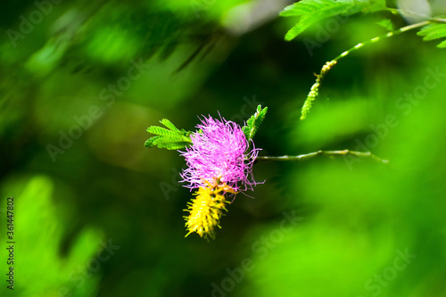 Flower close up