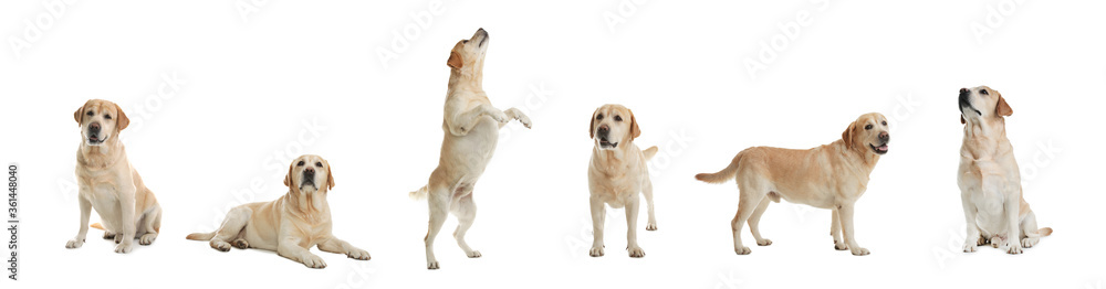 Set of adorable Labrador Retriever dogs on white background. Banner design Set of adorable Labrador Retriever dogs on white background. Banner design